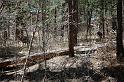 Deer in the woods